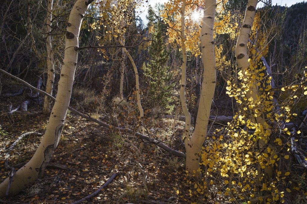 _DSC1282.ARW # dgly_DSC1282-f8,2556x1704.jpg # diglloyd.com