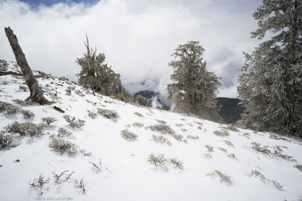 _DSC1810.ARW # dgly_DSC1810-f8,2556x1704.jpg # diglloyd.com